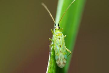 Selective focus on a plant bug, Macrolophus Costalis