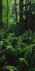 Fototapeta premium Seattle Forest: Western Sword Fern, Green Leaves in Quiet Wooded Forest