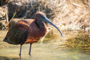 The glossy ibis, latin name Plegadis falcinellus, searching for food in the shallow lagoon.