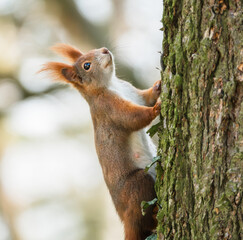 Eichh&ouml;rnchen klettert am Baumstamm