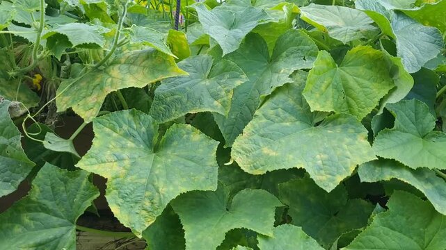 Cucumber plant leaf with yellow spots, cucumber diseases and pests concept.