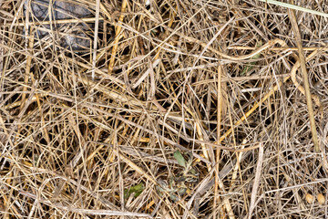 Old dried grass. Background of withered greenery