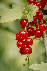 Spring light background in the rays of the sun