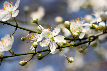 tree blossom