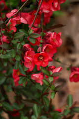 Red flowers on branch