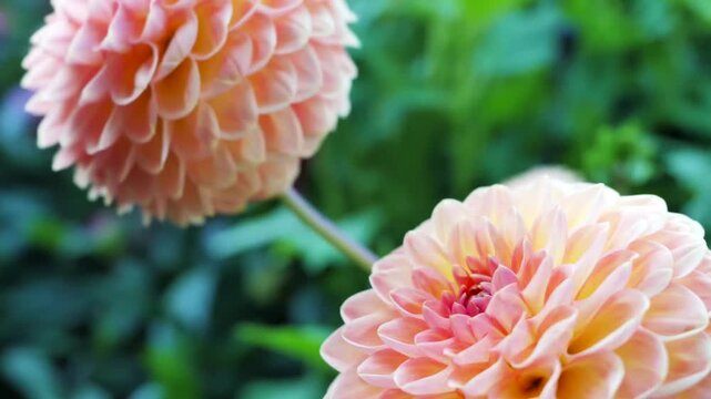 Beautiful Dahlia Flower Blooms in a Vibrant Garden During Late Summer