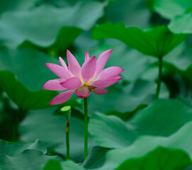 Obraz premium close up on pink lotus flower with green leaves