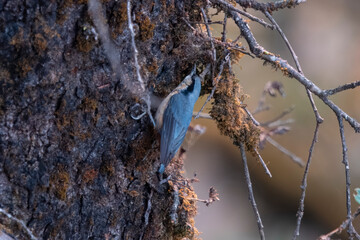 white-tailed nuthatch or Sitta himalayensis in Munsyari in Uttarakhand, India