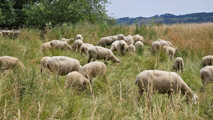 Fototapeta premium A herd of sheep grazing in a field