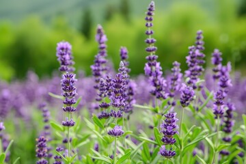 Obraz premium Chia Plant Blooming in Lavandula Field with Purple Flowers in Nature