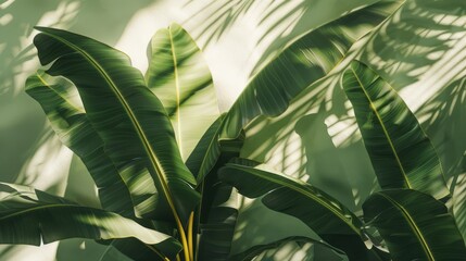 A tropical scene with overlapping banana leaves and subtle shadows, adding depth and a natural touch to your design
