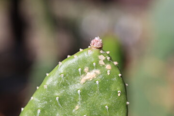 Opuntia microdasys inermis Opuncja drobnolistna nieuzbrojona kaktus