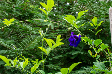 Blossoming Beauty of Blue Pea