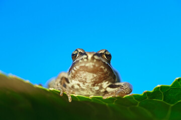 A toad in the middle of bright green leaves.