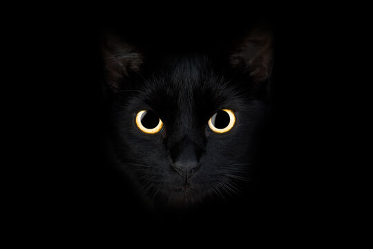 Black cat with big bright eyes sneaks in the dark. Hunter. Halloween. Looking into the camera.