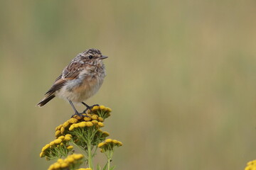 A meadow whinchat sits on yellow tansy flowers
