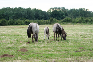 Konik horses. The Konik horse originates from Poland. There it was bred as a replacement for its extinct ancestor, the tarpan. Konik horses are used as wild grazers in nature reserves.