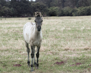 Konik horse foal. The Konik horse originates from Poland. There it was bred as a replacement for its extinct ancestor, the tarpan. Konik horses are used as wild grazers in nature reserves.