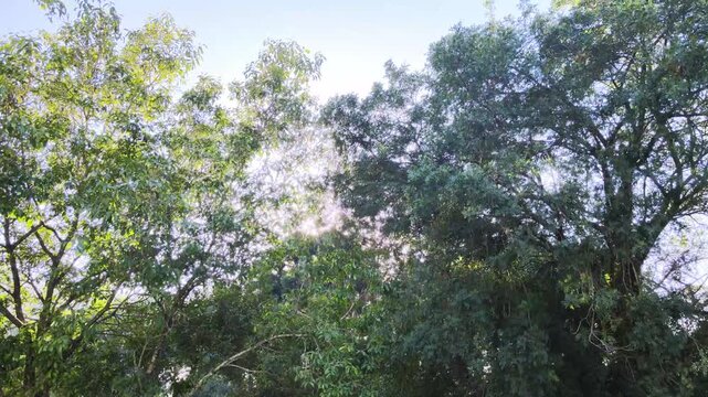Drone sobre o bosque verde com belas &aacute;rvores e grama