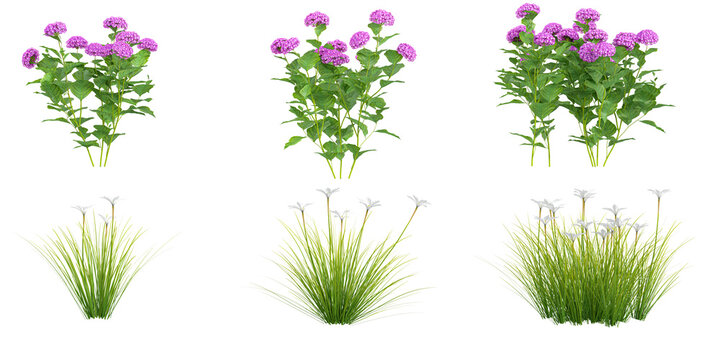 Hydrangea macrophylla,Zephyranthes candida palnts with transparent background, 3D rendering
