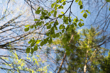 Lush Green Leaves Against Bright Blue Sky in Tranquil Forest During Springtime. Hiking in...