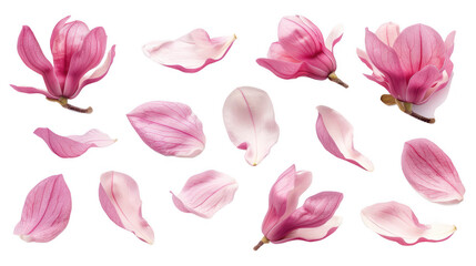Close-Up of Pink Magnolia Blossoms and Petals in Artistic Arrangement