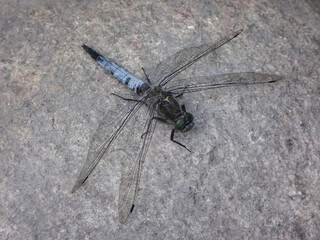 Black-tailed skimmer dragonfly (Orthetrum cancellatum), male resting on a grey stone