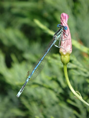 White-legged damselfly (Platycnemis pennipes), also known as blue featherleg, male perching on a closed bindweed flower