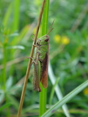 Meadow grasshopper (Pseudochorthippus parallelus), male holding on to a dry grass stalk