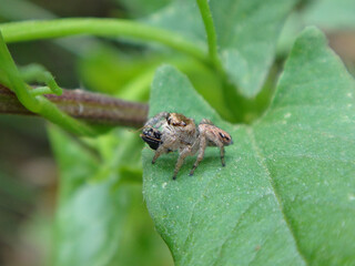 Tiny jumping spider (Evarcha arcuata), female preying on a small insect