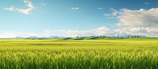 Green grass field and blue sky summer