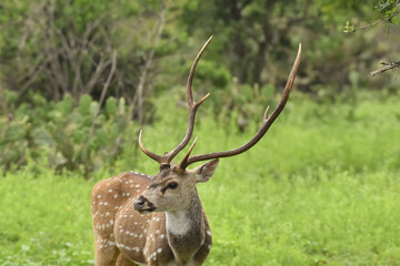 A closeup portrait of a Chital deer or a spotted deer with horn standing in Mudumali forest