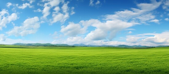 Fototapeta premium Landscape view of green grass