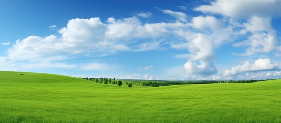 Fototapeta premium Landscape view of green grass
