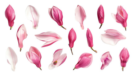 Beautiful Pink Magnolia Petals Arranged in Different Positions on White Background