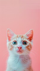 Adorable ginger and white kitten with wide eyes against a pastel pink background, capturing a curious and innocent expression.