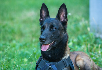 Beautiful german shepherd dog. ADORABLE BLACK MATURE DOG.