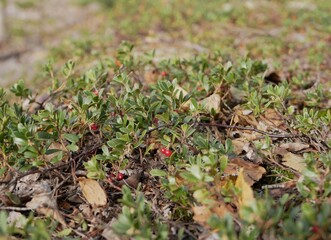 Ripe large lingonberry on the branches of a bush on a cloudy autumn day. Healthy vegetarian food with a high content of vitamins and trace elements.