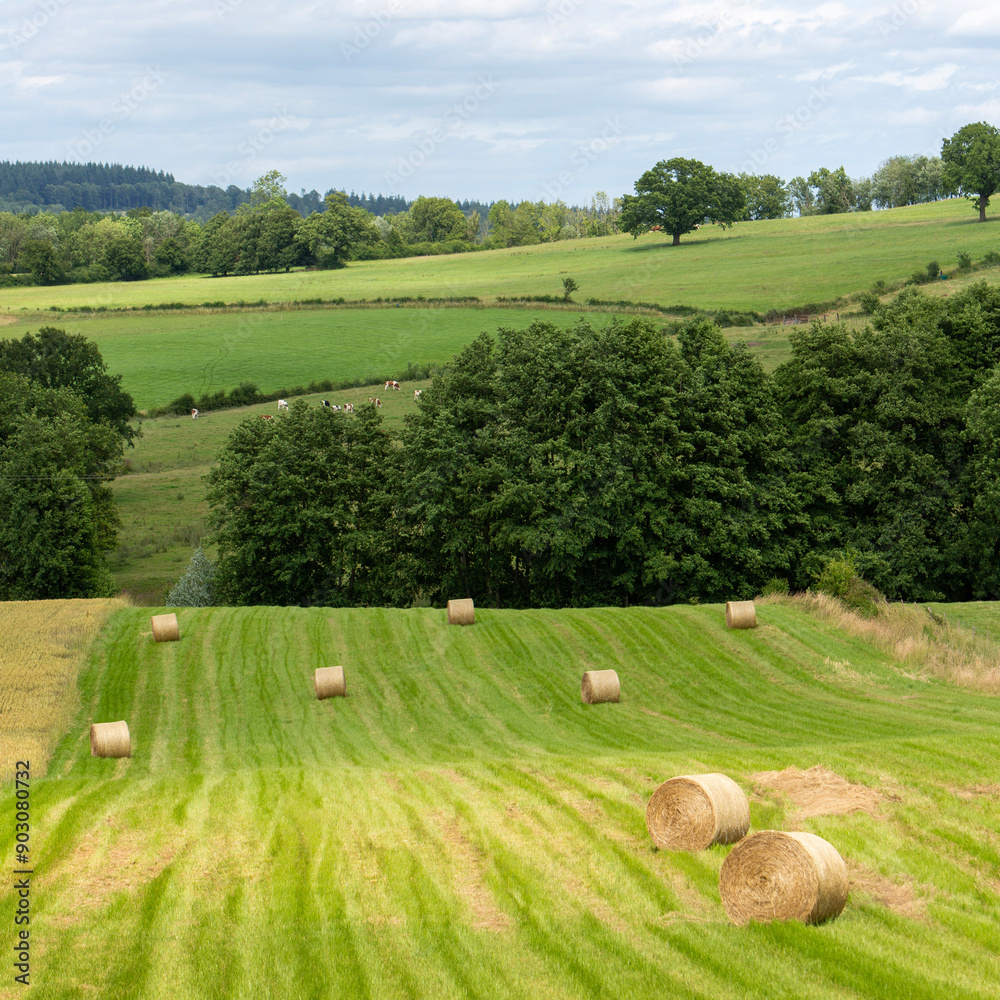 Canvas Prints hay bales in grass fields of french champagne ardennes region