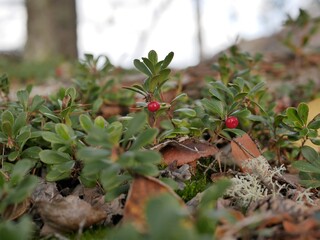 Ripe large lingonberry on the branches of a bush on a cloudy autumn day. Healthy vegetarian food with a high content of vitamins and trace elements.