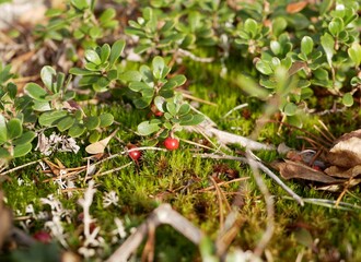 Ripe large lingonberry on the branches of a bush on a cloudy autumn day. Healthy vegetarian food with a high content of vitamins and trace elements.