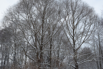 Winter landscape. Snow-covered trees in the winter forest for poster, calendar, post, screensaver, wallpaper, postcard, banner, cover, website. High quality photo