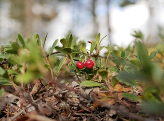 Ripe large lingonberry on the branches of a bush on a cloudy autumn day. Healthy vegetarian food with a high content of vitamins and trace elements.