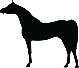 Arabian horse show pose silhoutte