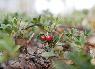 Ripe large lingonberry on the branches of a bush on a cloudy autumn day. Healthy vegetarian food with a high content of vitamins and trace elements.