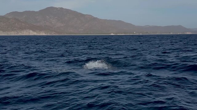 4k video of Munk's Devil Rays aka Mobula Rays (Mobula munkiana) jumping out of the water in Baja California Sur, Mexico