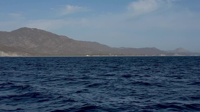 4k video of Munk's Devil Rays aka Mobula Rays (Mobula munkiana) jumping out of the water in Baja California Sur, Mexico