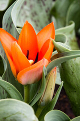 Orange Tulip