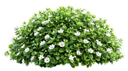 Lush Green Bush with Blooming Small White Flowers in Nature