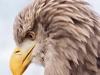 Eagle bird of prey portrait